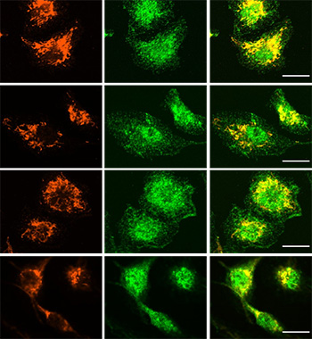 ardehali-lab-image.jpg