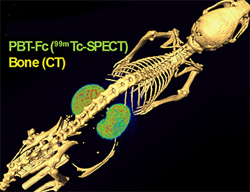 jin-lab-renal-imaging